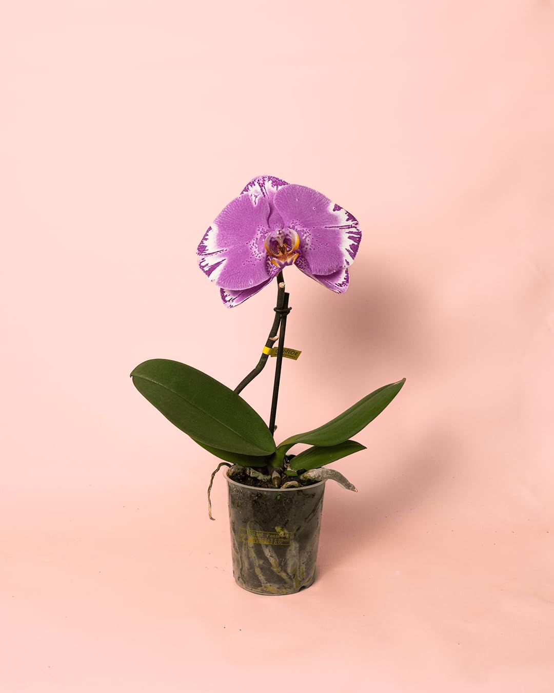 Orquídea Singolo Victorio | Plantas Naturales | Pur Plant
