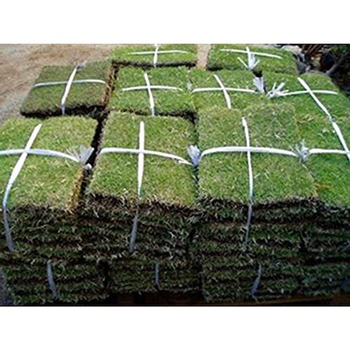 Amazon | 相馬グリーン 高麗芝 20束 ポピュラーな日本芝 | 芝生