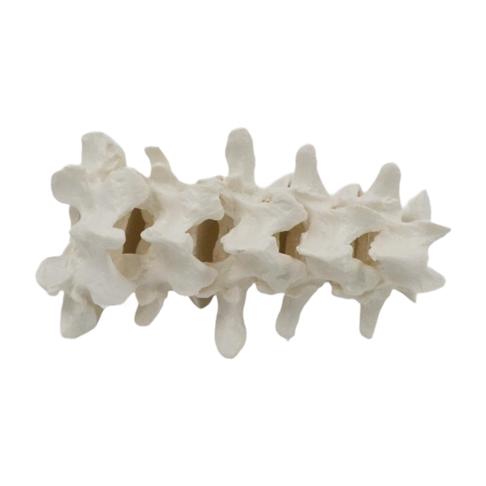 Modelo de Vertebral Humana para Demostración, Ideal para Niños Y Niñas.