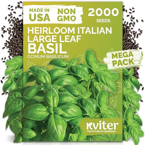 KVITER 2000 Italian Basil Seeds for Planting (Ocimum basilicum) - Sweet Genovese Basil Heirloom & Non GMO Classic Pesto Flavor - Herb Seeds to Plant in Containers Outdoor & Indoor Herb Garden