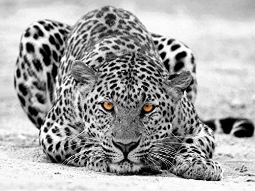 Papel Tapiz Fotográfico 3D De Leopardo De Las Nieves Gris Papel Tapiz Con Motivos Papel Tapiz No Tejido Pared Pintado Papel Tapiz 3D Decoración Dormitorio Fotomural Sala Sofá Mural-150cm×105cm