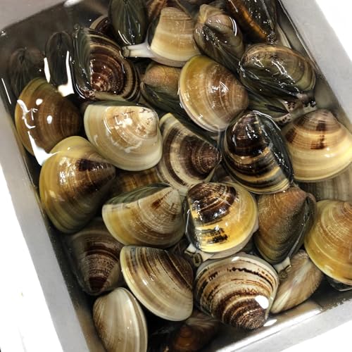 OkawariNX - VR Kn}O 1kg (1100?120g) OdKY kt ͂܂ LFs꒼ ① zEEĂ