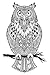 Owl Adult Coloring, Stretched primed canvas to color, Size – 8 x 12 Inches