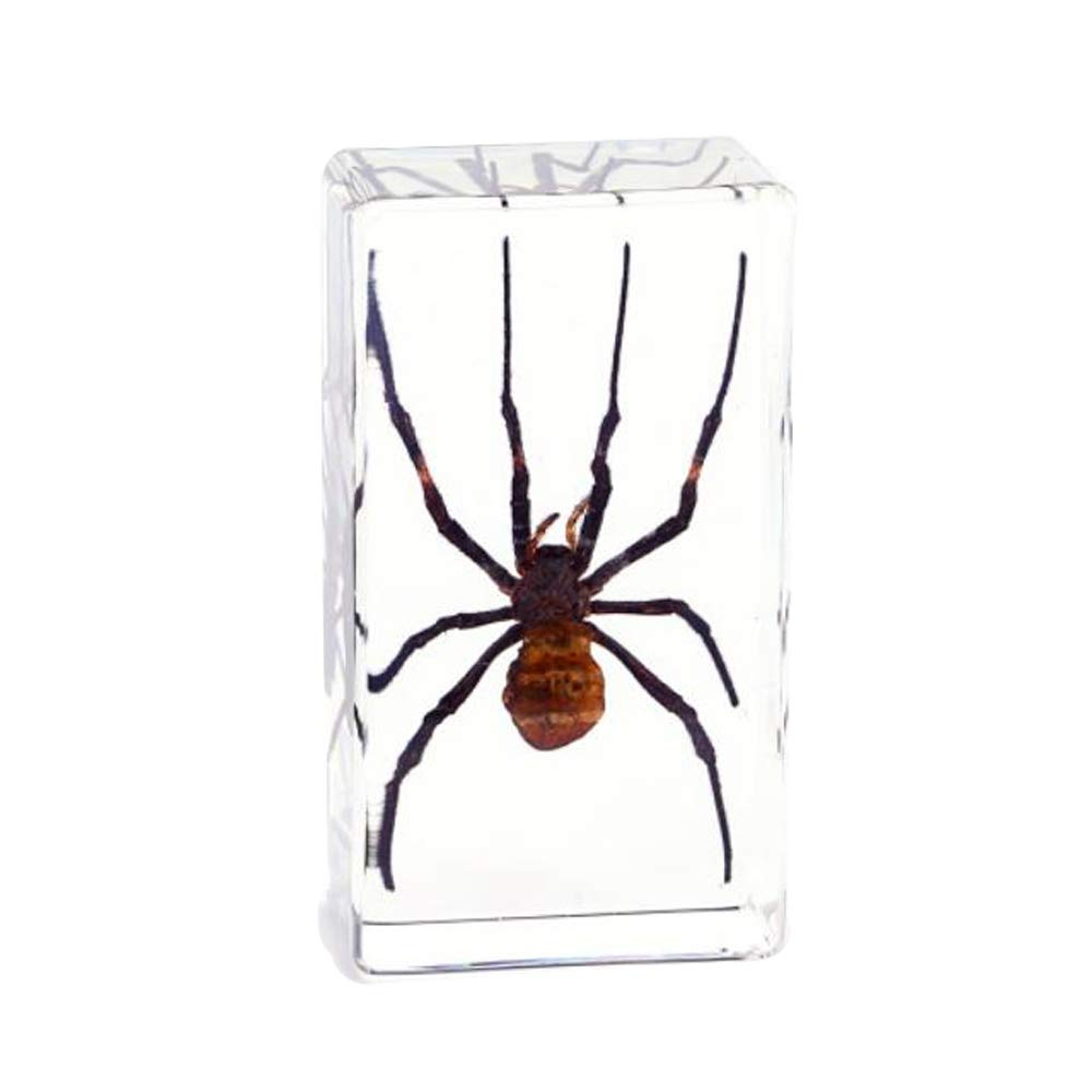 Rainbow_Road Real Insect Spider Specimen Science Classroom Taxidermy Resin Desk Paperweight Articulated Specimen for Science Education (Argiope amoena)