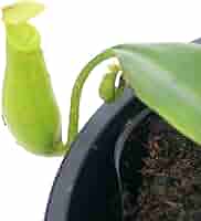 Amazon.co.jp: 【charm】(食虫植物) ウツボカズラ ネペンテス