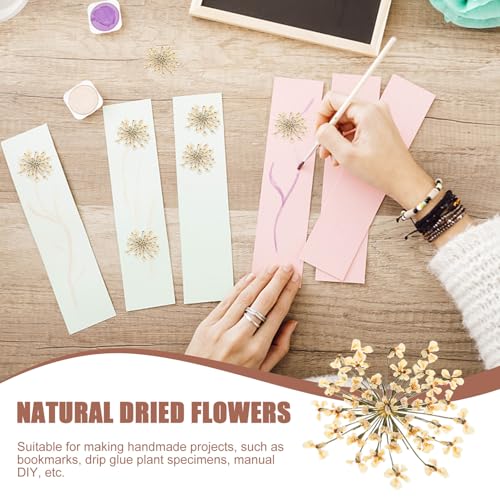 48 flores secas prensadas margarita blanca para manualidades miniatura 3