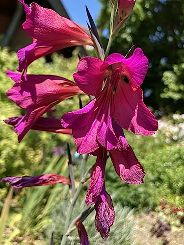15 Gladiolus 'Byzantinus' or Byzantine Gladioli (Bulbs) Free UK Postage