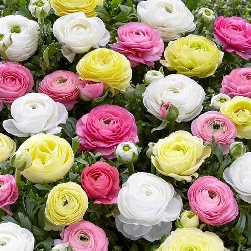 25 Pastel Mixed Ranunculus Bulbs Spring Planting - Buttercup Color Mix Value Bag - Plant in Gardens, Borders & Flowerbeds - Easy to Grow Flowers Bulbs by Willard & May 25 Pastel Mixed Ranunculus Bulbs Spring Planting - Buttercup Color Mix Value Bag - Plant in Gardens, Borders & Flowerbeds - Easy to Grow Flowers Bulbs by Willard & May