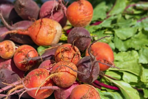 Baby Beets, Mixed, 4-6 Per Bunch, 12 Bunches, 12 lb Case - Red, Gold, and Candy Striped, Perfect for Gourmet Presentations