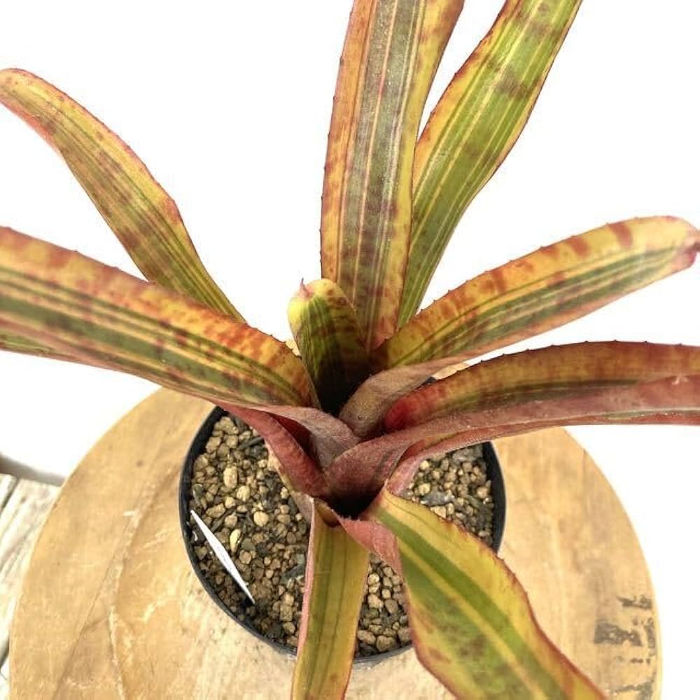 プルメリア　'マヤ'　バリエガータ プルメリア 'マヤ' バリエガータ 珍しい斑入りプルメリアが咲い