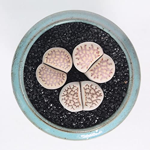 3Pcs Brown -Yellow Mix Shouli Jade Mini Size Lithops Rare Lithops Meyeri Small Succulent Plants Live Cute Exotic Desk Succulent Plants For Office Mini Potted Unique Gift. #TOP7