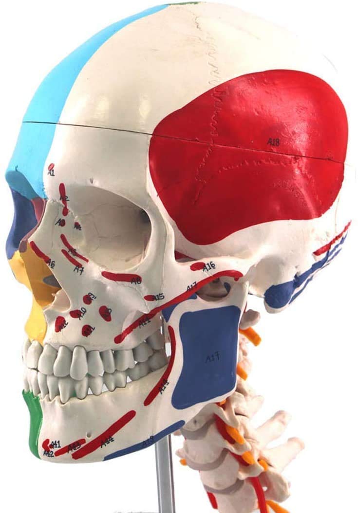 Model Ludzkiej Czaszki Edukacyjny Model Anatomiczny, Medyczny Materiał Nauczania Szkieletu Kręgosłupa