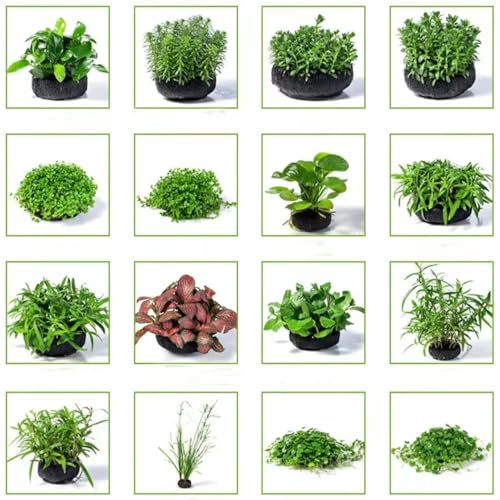 Aquarium Pflanzen Samen Gras Bodendecker Aquariumpflanzen Wasserpflanzen...