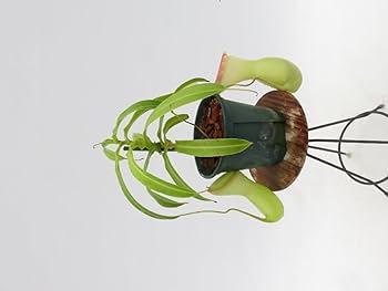 Amazon.co.jp: N.ventricosa 在来系 No.1 3.5号現品限りネペンテス 食