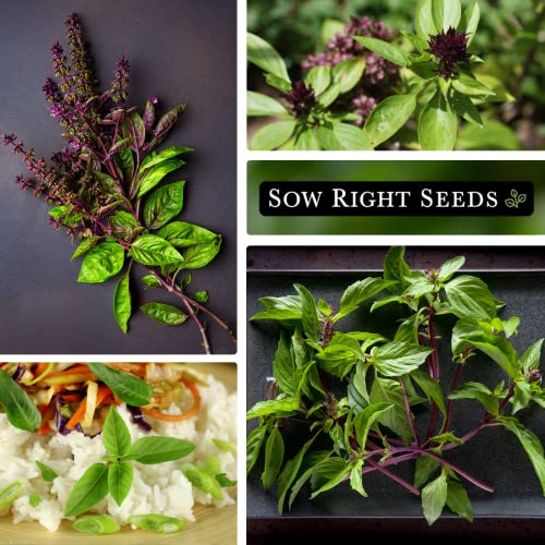 Sow Right Seeds - Sweet Large Leaf Thai Basil Seed for Planting - Non-GMO Heirloom Packet with Instructions to Plant a Kitchen Herb Garden - Indoors or Outdoor - Great for Hydroponic Growing (1)