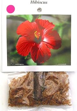 Hawaiian Exotic Pink Hibiscus Cutting 4 Pk K4r