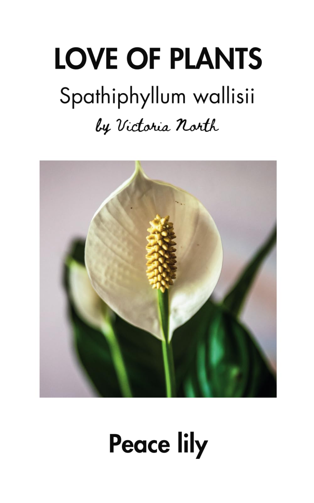 LOVE OF PLANTS: Spathiphyllum wallisii: Peace Lily (LOVE OF PLANTS: Houseplants)