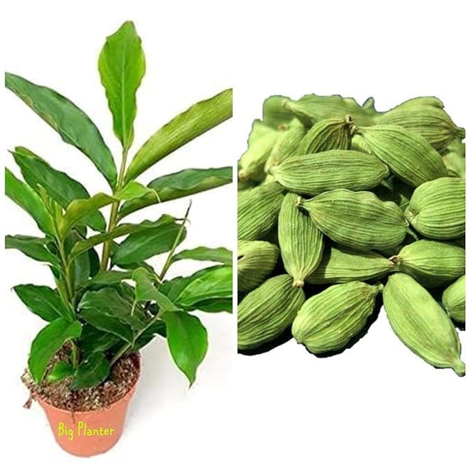 Big Planter Elaichi Spice Plant for Home Garden with Pot - Fresh Aroma for Culinary Delights (Live Plants) (B0D4754H5J) Amazon Price History, Amazon Price Tracker