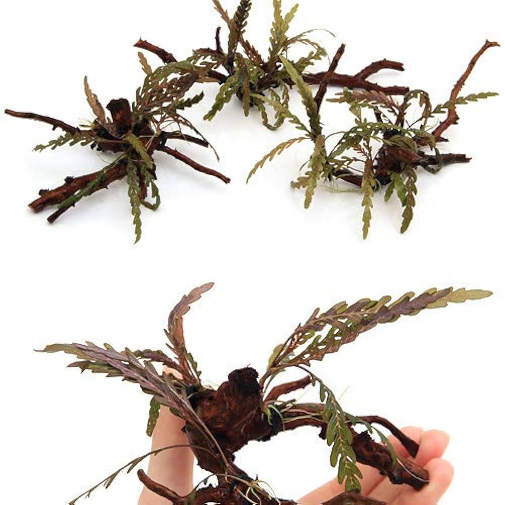 第四種郵便】ジャワモス活着ピンナティフィダ付き流木 24cm 第四