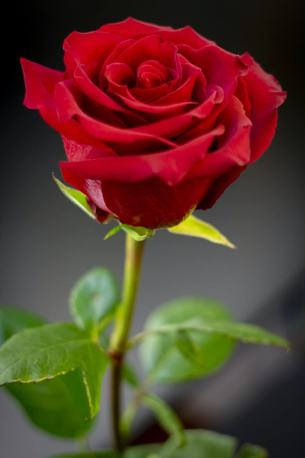 Colorful Rose Seeds - 6 Types, Easy to Grow -2 Colorful Rose Seeds - 6 Types, Easy to Grow -2