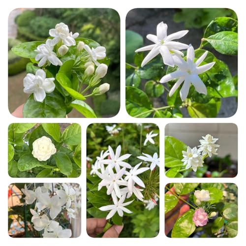 100 piezas semillas de plantas de jazmín, regalos inusuales jardín flores perenne resistente Semillas de jazmín, Jasminum Sambac, pequeños regalos plantas en macetas resistentes al