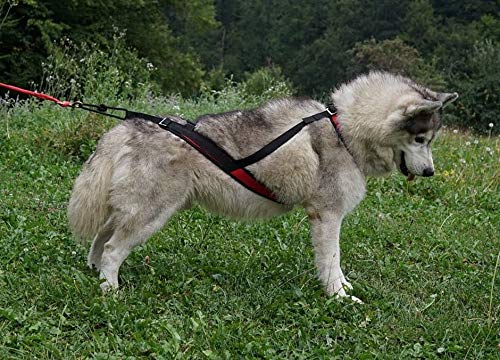Northern Howl Power Race Hunde Zuggeschirr, verstellbar, Rücken frei, Bikejöring Dogscooting Schlitten Canicross, schwarz