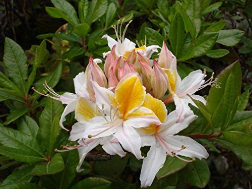 Western Azalea Pink White Yellow Shrub Flower Rhododendron Occidentale Jocad (20 Seeds) #TOP4