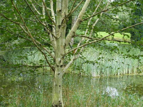 1 x Silver Birch Jacquemontii 6-8ft in Pot Tree, Himalyan White Birch,Betula