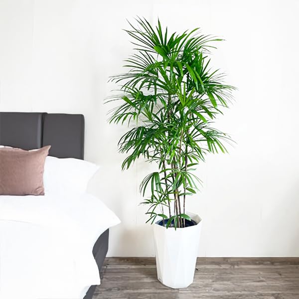 Amazon｜棕櫚竹 シュロチク 観葉植物 10号 大鉢 観葉植物 寒さに強い