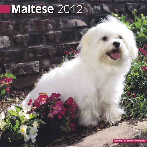 Maltese 2012 Wall Calendar #10052-12