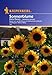 Produktbild Sonnenblume, 'Helianthus Hohe Riesen'