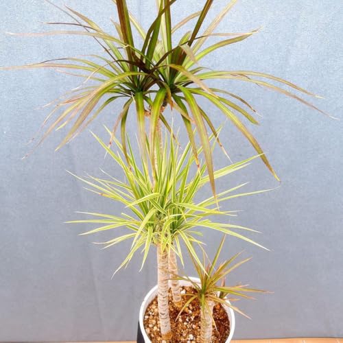 観葉植物 コンシンネ」の人気商品一覧 | 安い商品を通販サイトから探す