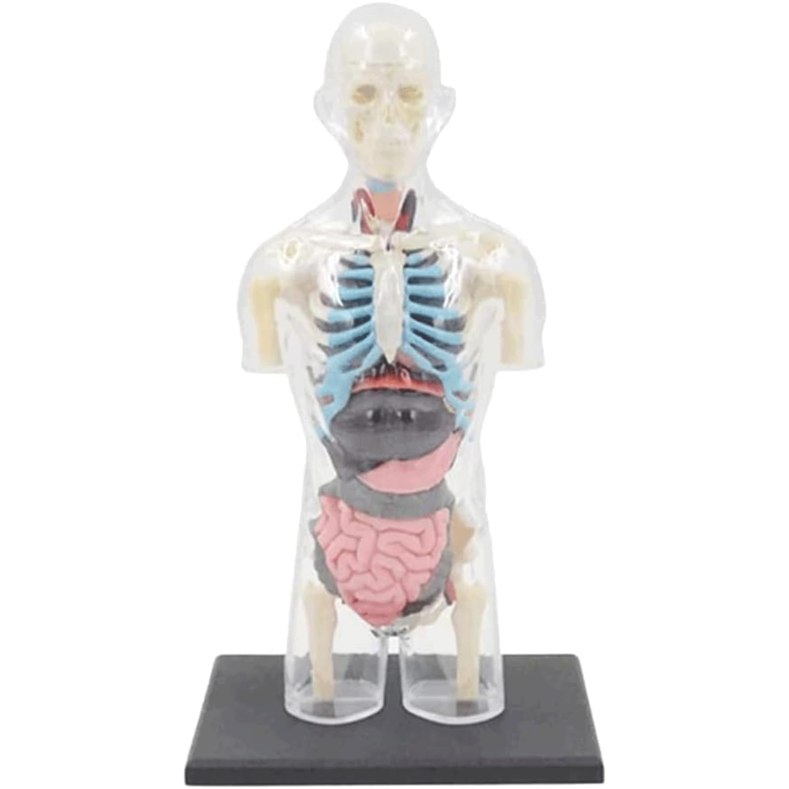 Modelo de Cuerpo Humano de Busto Masculino Transparente, Modelo de anatomía del Cuerpo del Torso Humano, 37 Piezas extraíbles, Modelo de Esqueleto para Aprender
