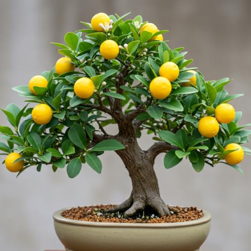 Dwarf Lemon Bonsai Tree Seeds, 20 Seeds, Grow a Delicious Fruit Bearing Bonsai Tree, Great for Home Gardening