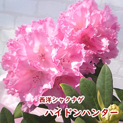 西洋シャクナゲ　石楠花 9号鉢　蕾付き　5年生 西洋シャクナゲ 石楠花 9号鉢 蕾付き 5年生 【公式通販】