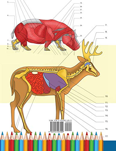 Zoology Coloring Book: Incredibly Detailed Self-Test Animal Anatomy Color Workbook | Perfect Gift For Veterinary Students And Animal Lovers #TOP1