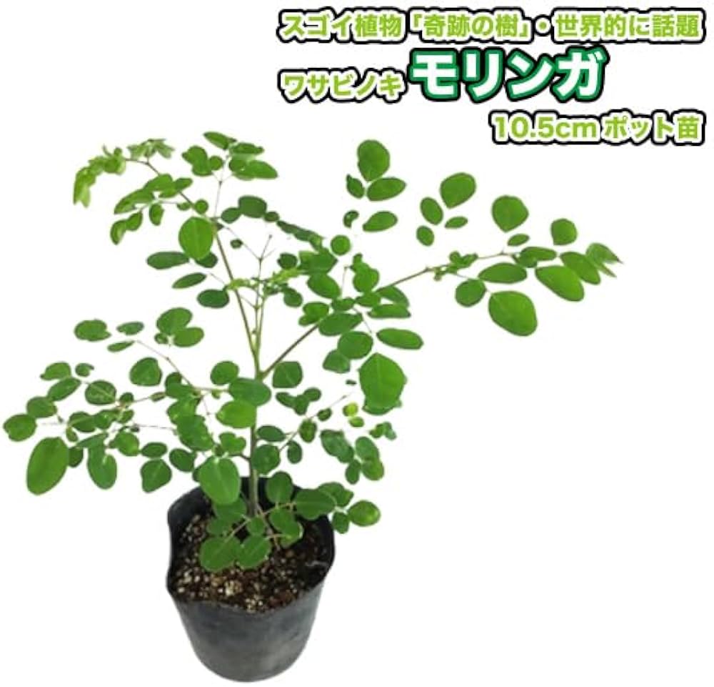 #63 モリンガ　苗木　苗　プロ仕立て　特大苗 63 モリンガ 苗木 苗 プロ仕立て 特大苗 Amazon.co.jp: モリンガの苗 2株