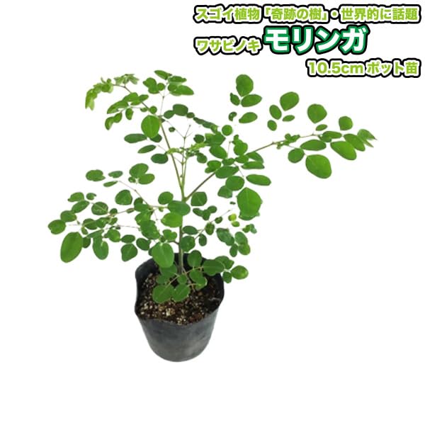 #27 モリンガ　苗木　苗　大株　特大苗 27 モリンガ 苗木 苗 大株