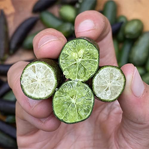 20Pcs Finger Lime Seeds Perennial Low Maintenance Fruit Seeds For Garden Plant #TOP3