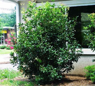 Brighter Blooms - Fragrant Tea Olive Tree, 3 Gallon - No Shipping to AK, AZ, HI