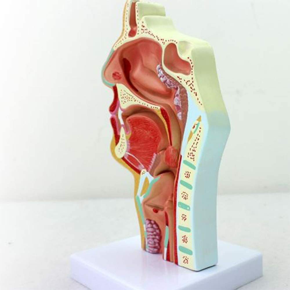 Nasale Gola Modello, Organo anatomico, laryngopharynx nasale cavità longitudinale Sezione, Usato per Forniture mediche Laboratorio didattico