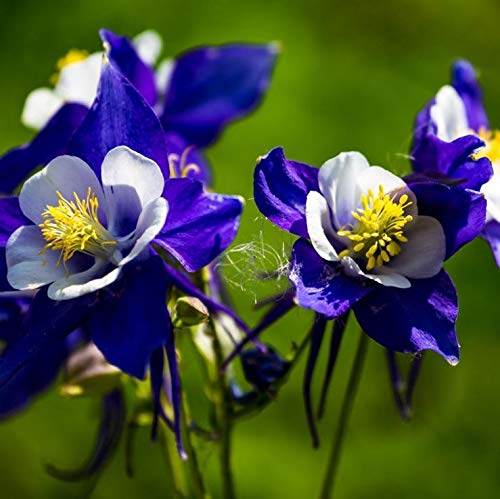 100+ Colorado Blue Columbine Aquilegia Flower Seeds Vulgaris Garden Perennial Purple #TOP2