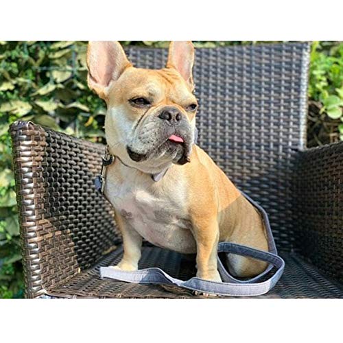 Lionet Paws Hundeleine Baumwolle Hund Leine für kleine mittelgroße große Hunde