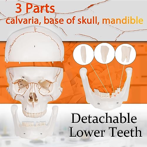 Image of breesky Anatomy Skull Model of Medical: 3-Parts Numbered Removable Anatomical Skull Model - Mini Human Skull Anatomical Model for Medical Research.