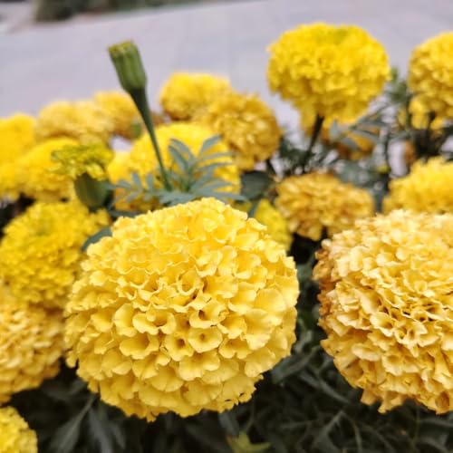 semi di calendula, semi di decorazione da giardino per esterni estivi per luoghi soleggiati vecchie varietà da esterno rare 500pcs