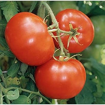 Carmello Tomato Seeds