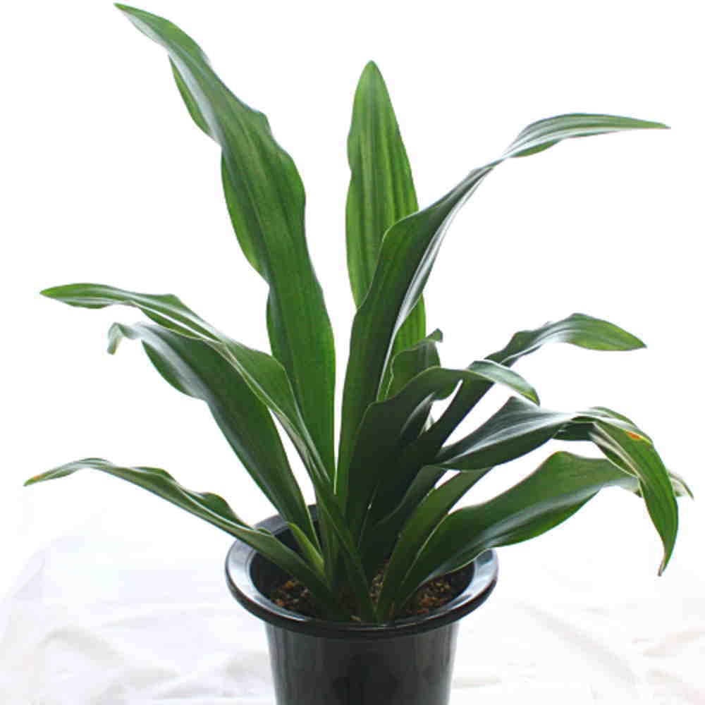 Amazon.co.jp: おもと（万年青）鉢植え オモトは縁起の良い植物 自宅用