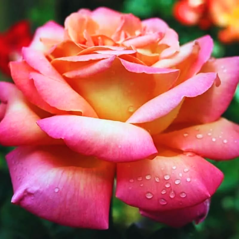 Amazon.com : Rose Plant Live, Hybrid Tea Rose Bush Live Plant, 5-9