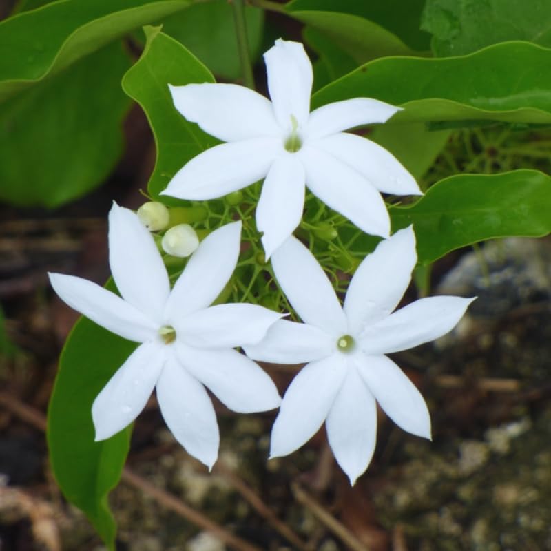 Amazon.com : 3 Jasmine Plant Indoor Live, Jasmine Flower