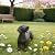 LC LCdecohome Dog Statues Outdoor Dachshund Décor - Wiener Dog Garden Statue Made of Resin Material Sausage Statue Dark Brown 12.75 * 4 * 8.5 inch for Patio Lawn Yard Porch Garden Gift Figurine